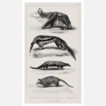 Great Ternat Bat, Giant Anteater, Pangolin and Armadillo Poster