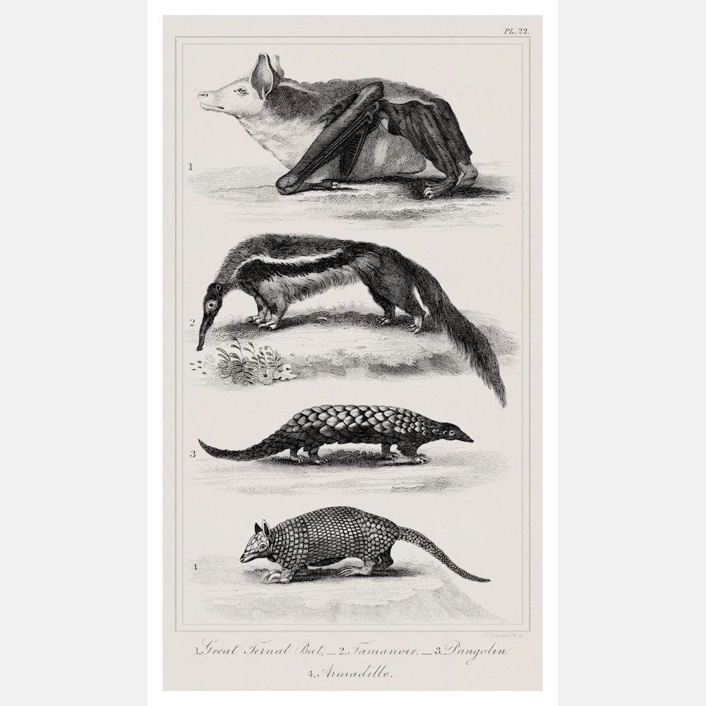 Great Ternat Bat, Giant Anteater, Pangolin and Armadillo Poster