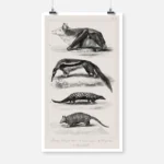 Great Ternat Bat, Giant Anteater, Pangolin and Armadillo Poster
