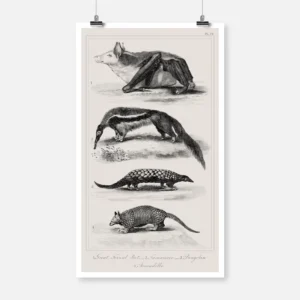 Great Ternat Bat, Giant Anteater, Pangolin and Armadillo Poster