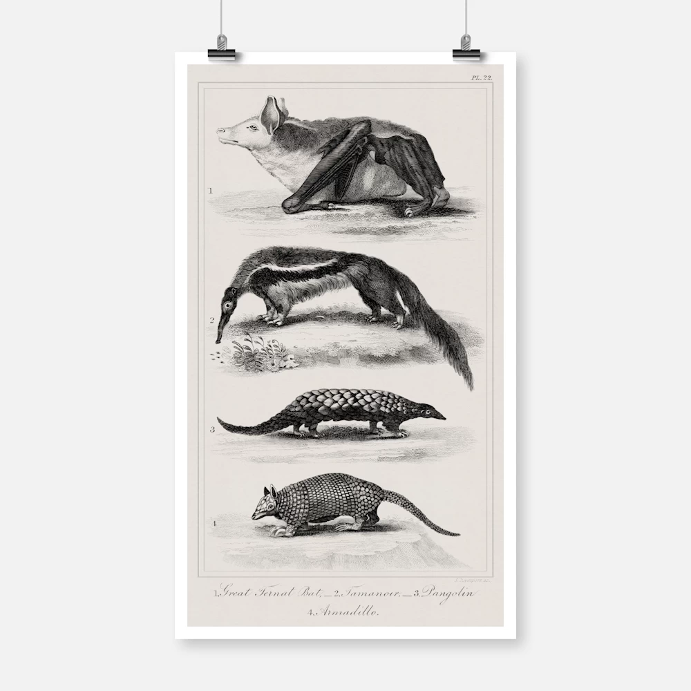 Great Ternat Bat, Giant Anteater, Pangolin and Armadillo Poster