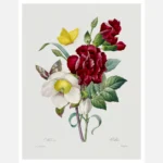 Hellebore and Carnation Flowers Poster