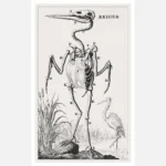 Heron Skeleton Poster