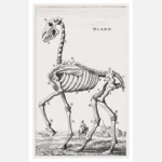 Horse Skeleton Poster