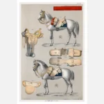 Horses with Antique Riding Equipment Poster