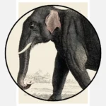 Indian Elephant and African Elephant Poster