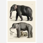 Indian Elephant and African Elephant Poster