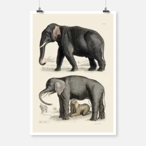 Indian Elephant and African Elephant Poster