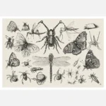 Insects 1 Poster