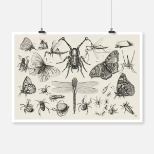 Insects 1 Poster