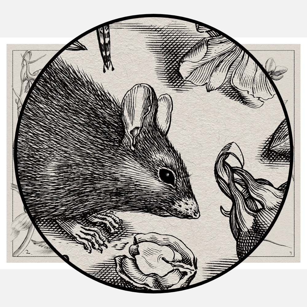 Insects Plants and Fruits Around a Rat Poster