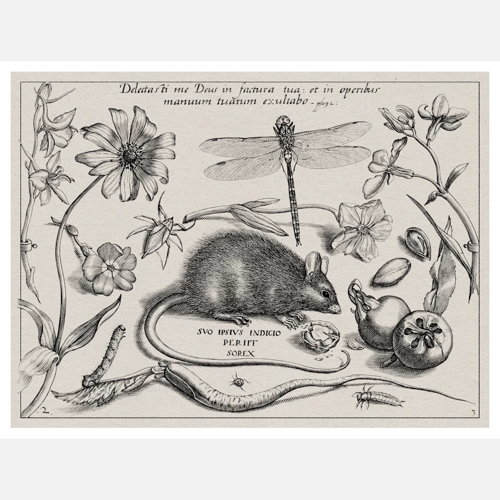 Insects Plants and Fruits Around a Rat Poster