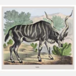 Kudu Antelope Poster