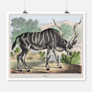 Kudu Antelope Poster