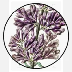 Lady Josika's Lilac Poster