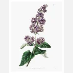 Lady Josika's Lilac Poster