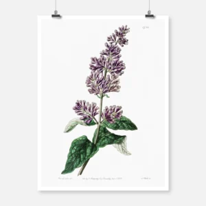 Lady Josika's Lilac Poster