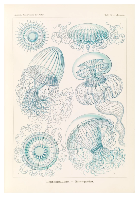 Leptomedusae Faltenquallen Jellyfish Poster