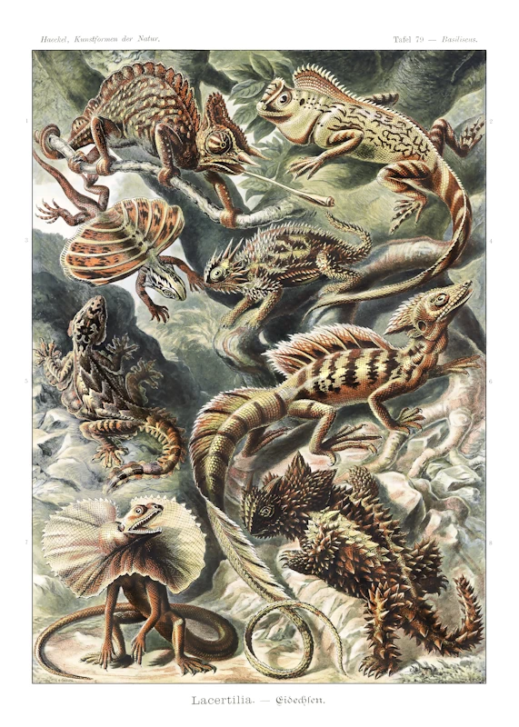 Lizard Lacertilia Poster