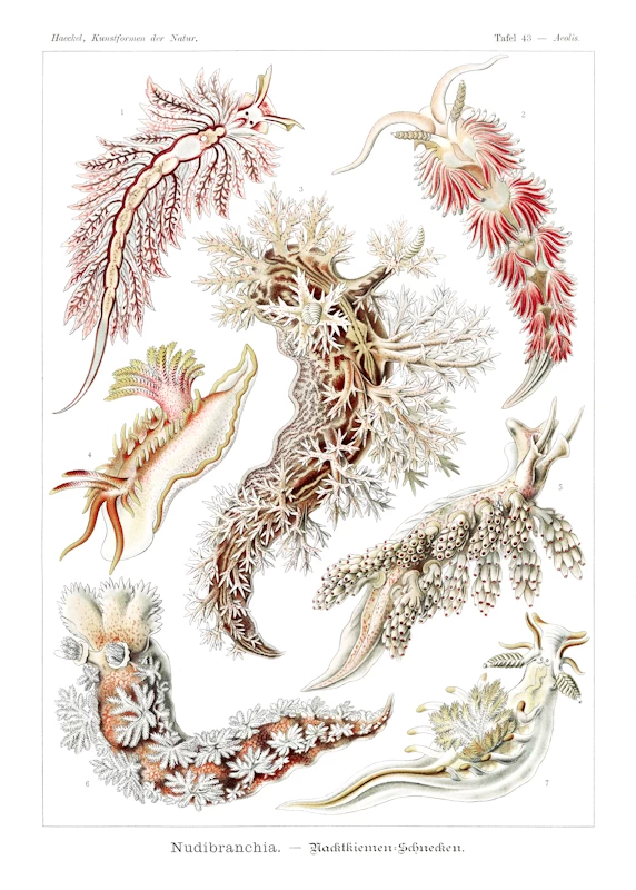 Nudibranch Nudibranchia Poster