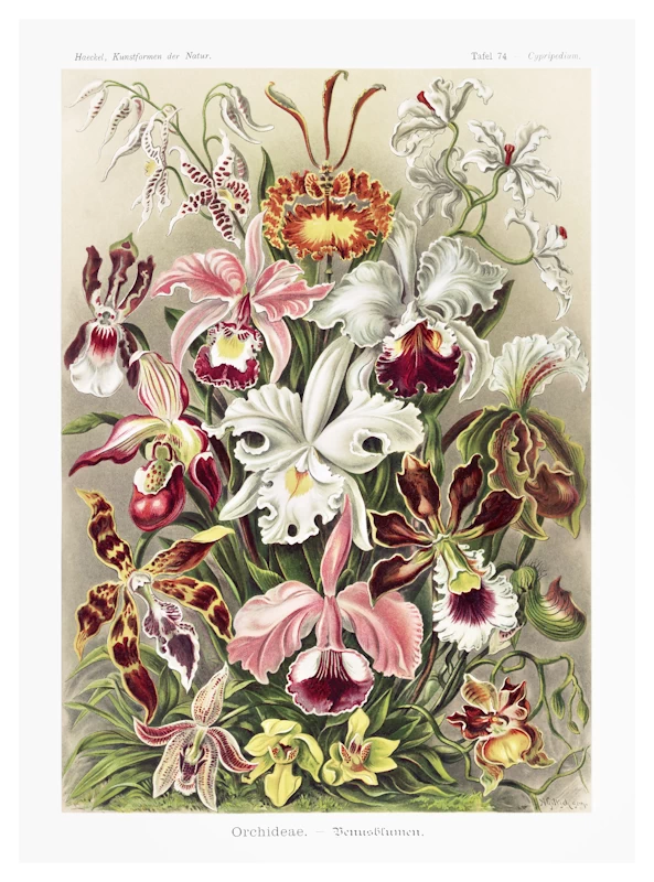 Orchideae Denusblumen Poster