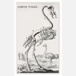 Ostrich Skeleton Poster