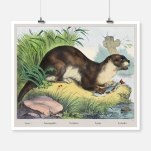 Otter Poster