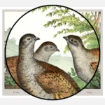 Partridges Poster