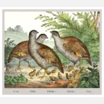 Partridges Poster