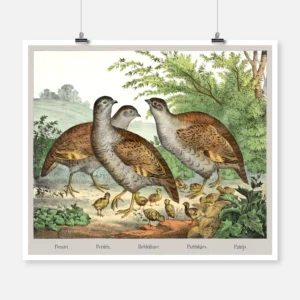 Partridges Poster