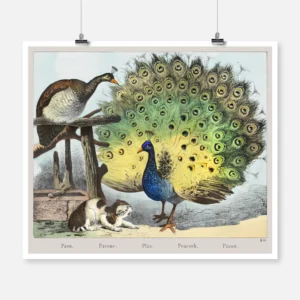 Peacock Poster