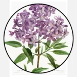 Persian Lilac Poster