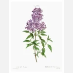 Persian Lilac Poster