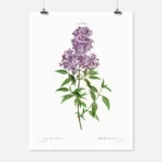 Persian Lilac Poster