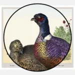 Pheasants Poster