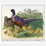 Pheasants Poster