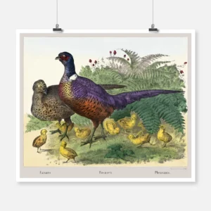 Pheasants Poster