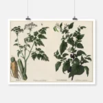 Poisonous Plants Poster