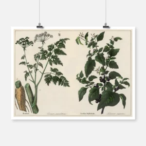 Poisonous Plants Poster