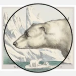 Polar Bear Poster