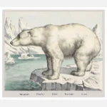 Polar Bear Poster