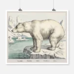 Polar Bear Poster