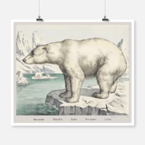 Polar Bear Poster