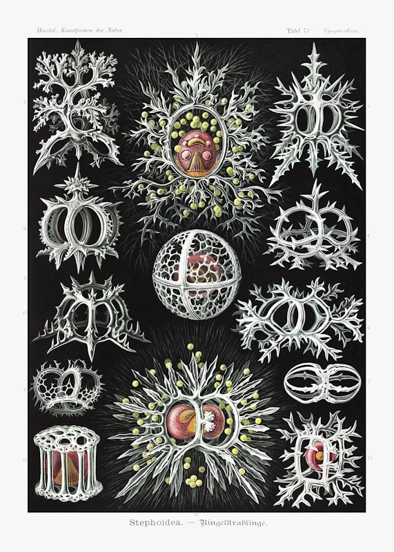 Radiolarian Stephoidea Poster