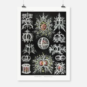 Radiolarian Stephoidea Poster