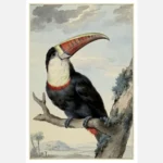 Red Billed Toucan Poster