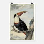 Red Billed Toucan Poster