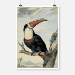 Red Billed Toucan Poster