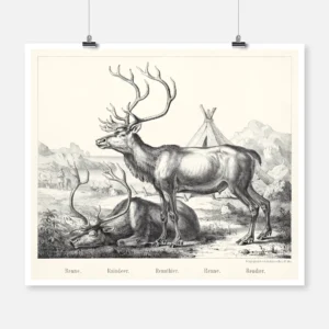 Reindeer Poster