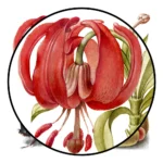 Scarlet Turk's Cap, Rhinoceros Beetle and Pomegranate Poster
